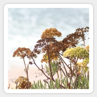 Succulent wild flowers by the sea - sea fennel Sticker